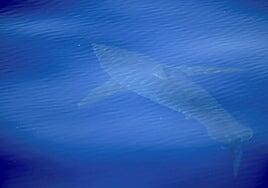 El PP rechaza un posible veto de la UE a la venta de la aleta de tiburón