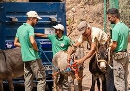 Cinco días para rescatar a tres burros en Jandía