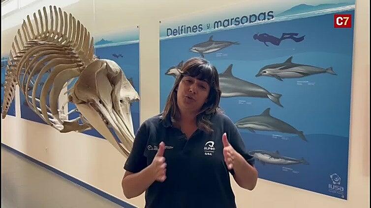 La ULPGC investiga el poder rejuvenecedor de la sangre de los delfines