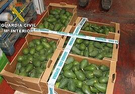 Roban más de 2.000 kilos de aguacates, 850 kilos papas y herramienta agrícola en Tenerife