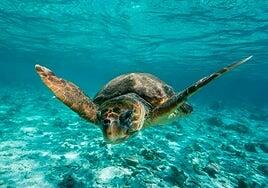 Loro Parque Fundación celebrará una gran cena benéfica por su 30 aniversario