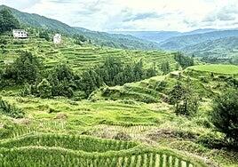 Pasamos el día entre arrozales y nos rebelamos en la mesa
