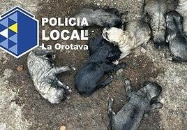 Rescatan en La Orotava a una perra con nueve cachorros en mal estado