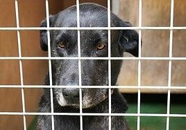 Cartucho, Lila y Mango esperan por una familia de adopción en La Oliva