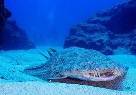 Investigarán la situación del tiburón angelote en la playa de Las Teresitas