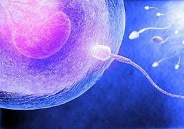 Según la ciencia, el sexo biológico no es binario