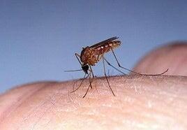 Sanidad notifica el primer caso importado del virus oropouche en Canarias