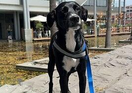 Las Ramblas Centro se une al Día Mundial del Animal Sin Hogar