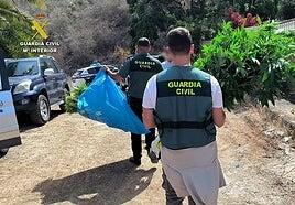 Pillan a un vecino de Arucas con una macroplantación de 230 plantas marihuana