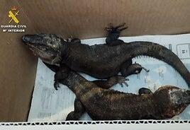 Detenido en Tenerife con tres lagartos gigantes de Gran Canaria que llevaba en su coche