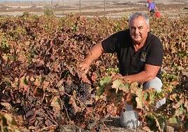 «Las parras llevan muchos cuidados, muchos mimos»