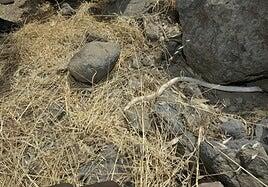 Las serpientes reales recorren 62,5 metros entre uno y dos días