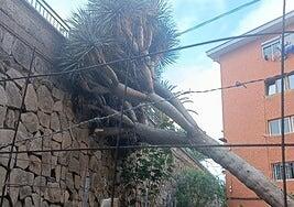 Un drago se desploma en el parque de Chona Madera
