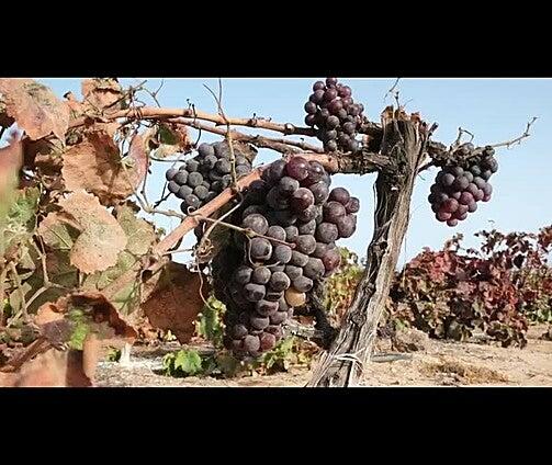 La bodega Conatvs llega al ecuador de la vendimia en Fuerteventura