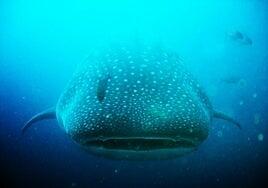 El parque nacional en El Hierro, «un avance en la conservación marina de toda Canarias»