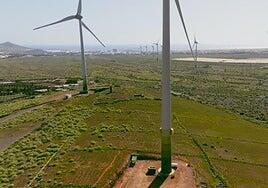 Impacto ambiental negativo del parque eólico Puerto de Arinaga