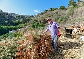 Floro, un agricultor de Teror, premio Gran Canaria Mosaico