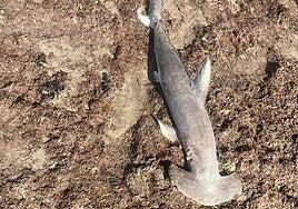 Hallan muerto a un tiburón martillo en la costa de una playa de Lanzarote