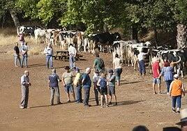 La feria de ganado de las fiestas del Pino reúne a más de 350 animales