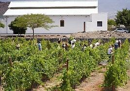 El enoturismo: una oportunidad irrepetible para Canarias