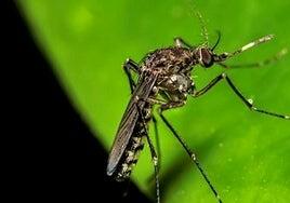 Canarias registra otros tres casos de oropouche importados de Cuba