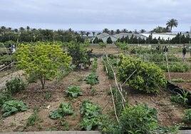 Nuevo vallado, control de accesos y alumbrado para la Granja Agrícola de Arucas