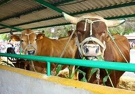 Valoración del trabajo esencial del Sector Primario en Gran Canaria