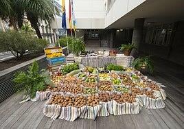 El Cabildo portará más de mil kilos de alimentos en su carreta del Pino