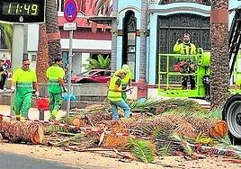 Talan una palmera de 20 metros en el parque de San Telmo que presentaba riesgo de desplome