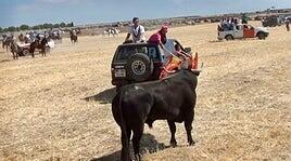 Muere un joven en Guadalajara tras ser corneado en un encierro