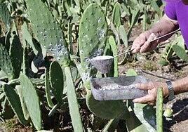 El Senado pide al Gobierno que estudie plantear a la UE que la cochinilla sea comestible