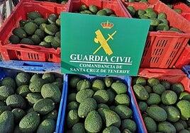 El aguacate, producto de lujo: hasta 18 robos y más de 3.500 kilos sustraídos en nueve meses en Tenerife