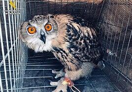 Incautados dos búhos reales a una persona que los paseaba por Lanzarote