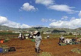 Cuenta atrás para inscribirse en los tres concursos de la VI Feria de la Papa