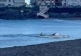 La mujer que murió atacada por un tiburón a 514 kilómetros de Canarias «tuvo mala suerte»