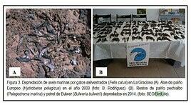 Denunciada ante el Seprona la suelta de gatos castrados en La Graciosa