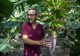Las primeras piñas de plátanos que da el volcán