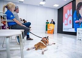 Animundo regresa este fin de semana a Infecar con 35 expositores