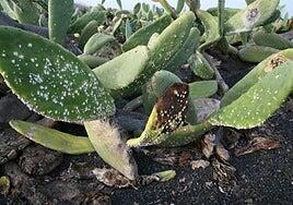 El Cabildo organiza una formación sobre la plaga de cochinilla silvestre de la tunera