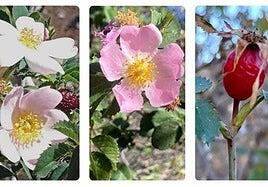 Descubren tres nuevas especies de rosas silvestres en Canarias
