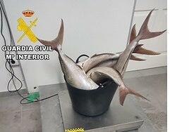 Intervienen más de 200 kilos de pescado capturado de forma ilegal en Garachico