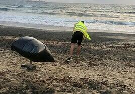 El Ayuntamiento retira restos de piche de Playa Blanca