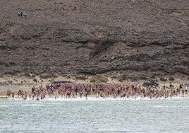 Alegría y fiesta con cientos de nadadores en Caleta de Sebo