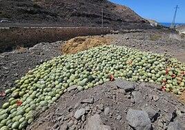 30.000 kilos de sandía de Tasarte al barranco por culpa de una mosca