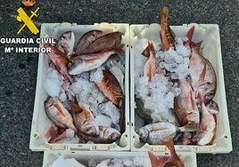 Denunciado por comercializar en una lonja de Gran Canaria pescado capturado ilegalmente