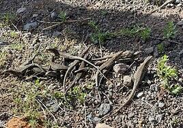 Nacen 98 crías de lagarto gigante de El Hierro en 2024
