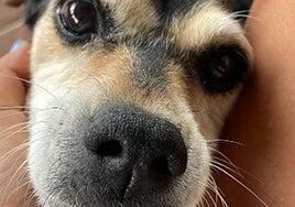 Una dosis controlada de LSD puede servir para tratar la ansiedad en los perros