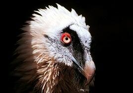 La extinción de aves amenaza a los ecosistemas con colapsar