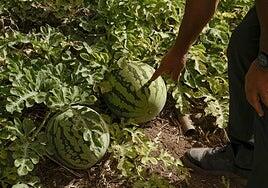 Gobierno y Cabildo activan un plan contra la mosca que diezma cultivos en Tasarte