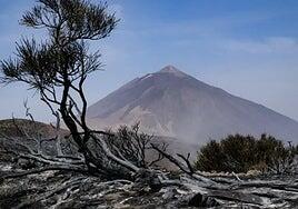 El Cabildo retirará los pinos quemados del Teide en 2023 para acelerar su recuperación